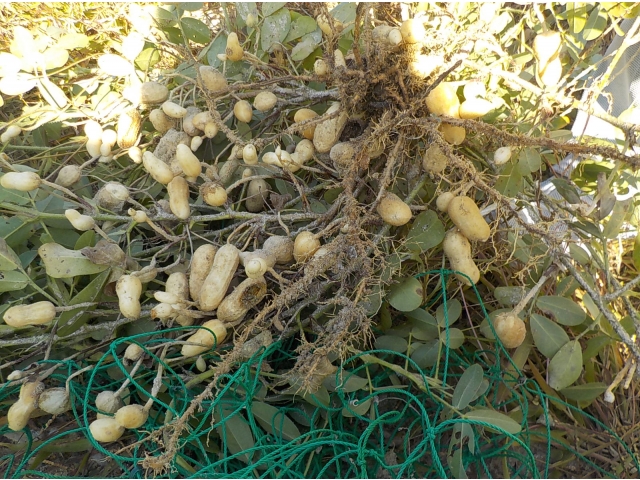 落花生も発見だ～！！