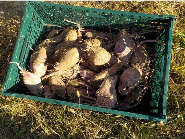 たくさんのさつま芋をGET！！