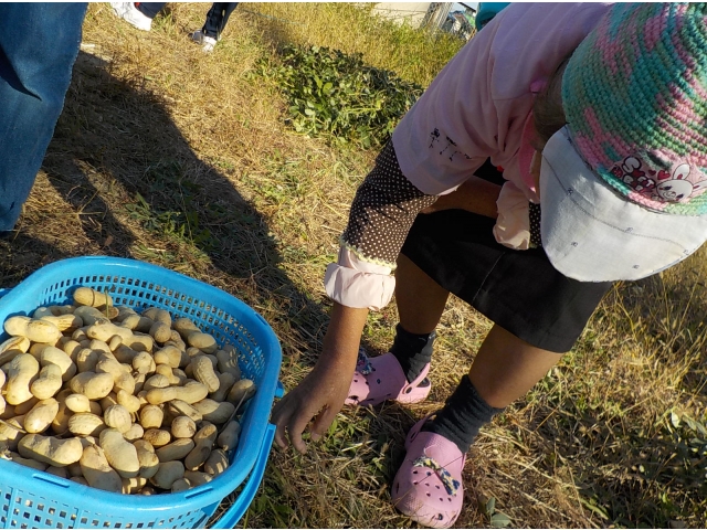 さすが収穫祭！！予想以上の大量🎵
