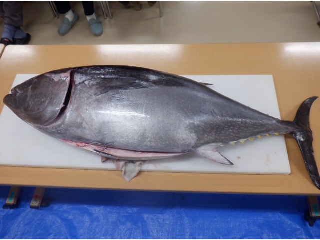 約４０kg！！で、でかい！