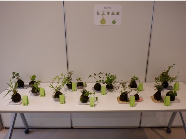 苔玉作品展の模様