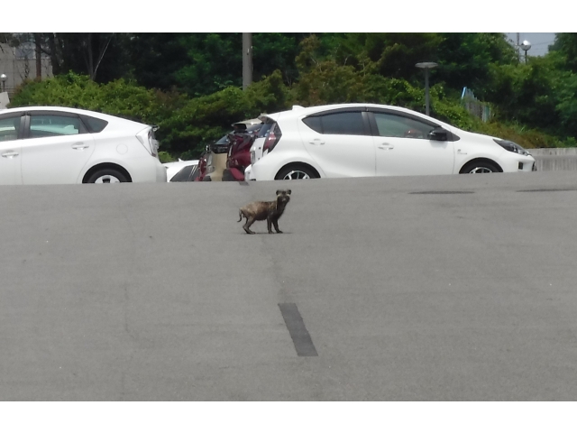 少し心配そうにこちらを眺めて、去ってゆきました。