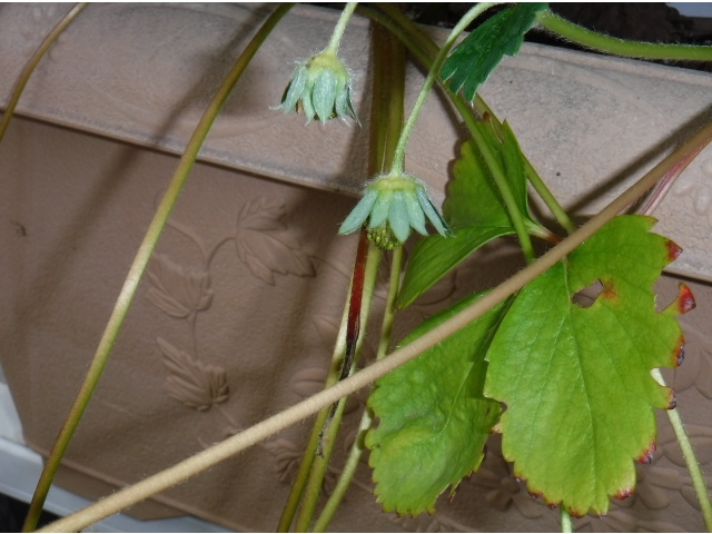 イチゴはまだまだ花が咲いた状態です。