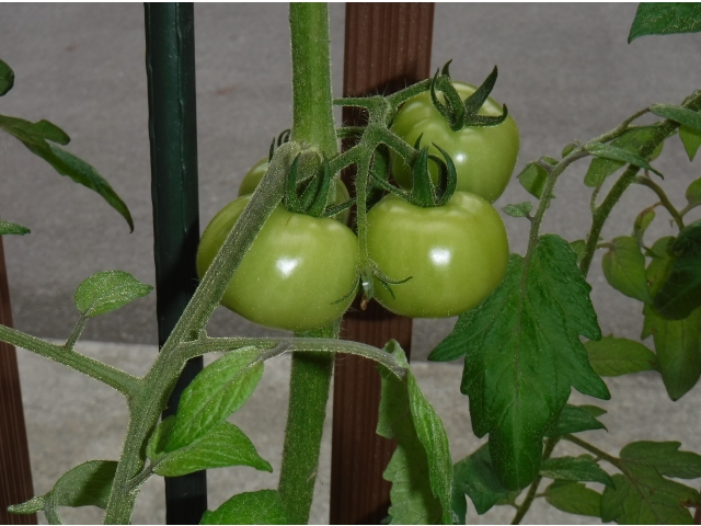 プチトマトは順調に育っています。