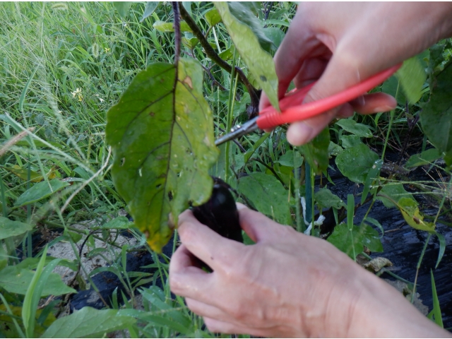 ハサミで慎重に切っています。