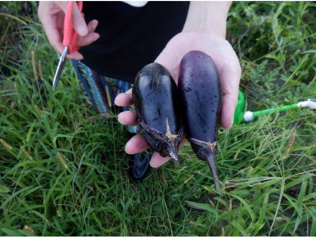 二個収穫しました。