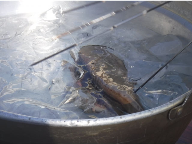 氷でしめて、出来上がり