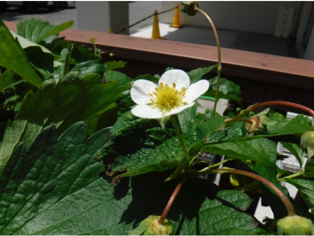 イチゴの花がきれいに咲いています