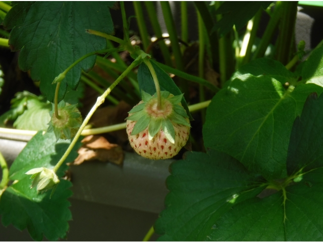 美味しくなぁれ♪