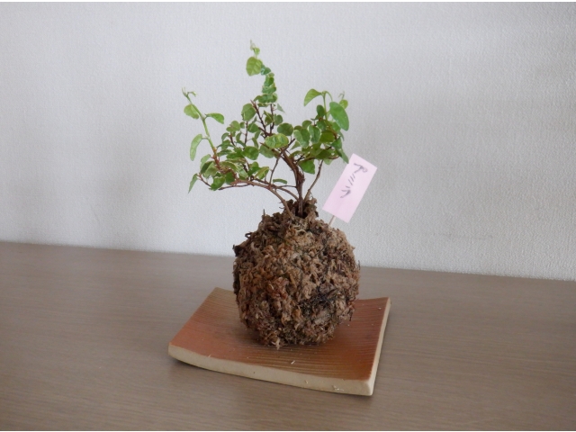 かわいい苔玉になりました👍