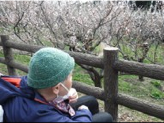 散り始めだけど、たくさん咲いてました