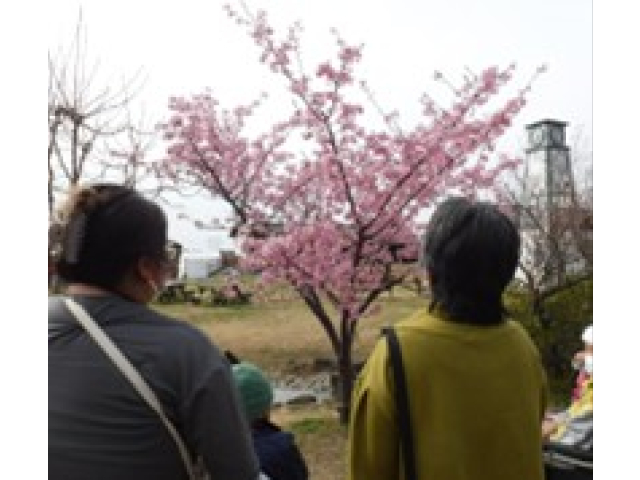 河津桜が満開でした