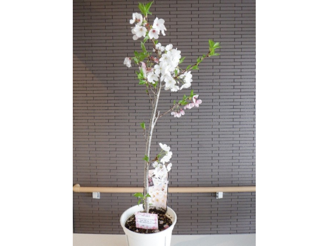 残念ながら送別会に参加できなかった退職・転出の方々からソメイヨシノを頂戴しました。