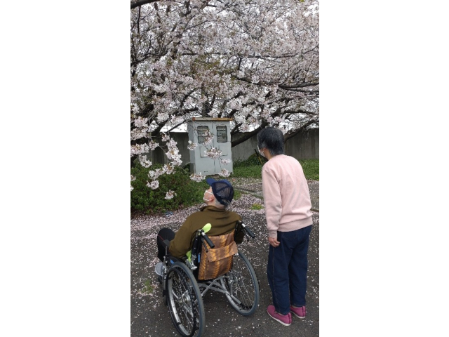 今年もきれいに咲きました。