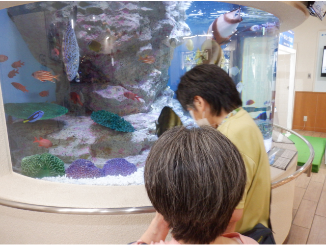 きれいな魚だぁ。