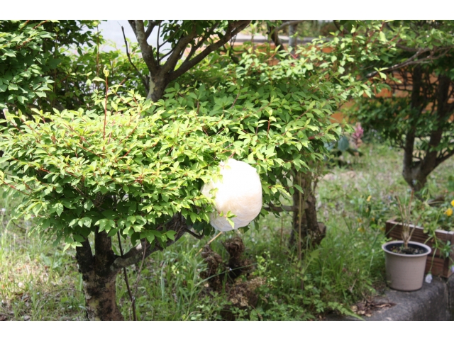 モリアオガエルの卵