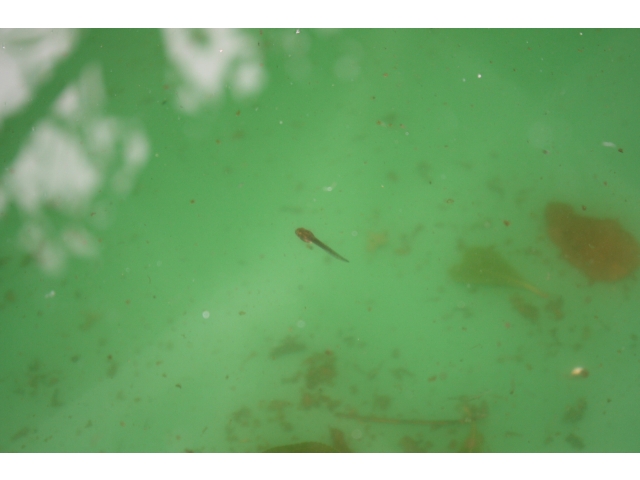 おたまじゃくし