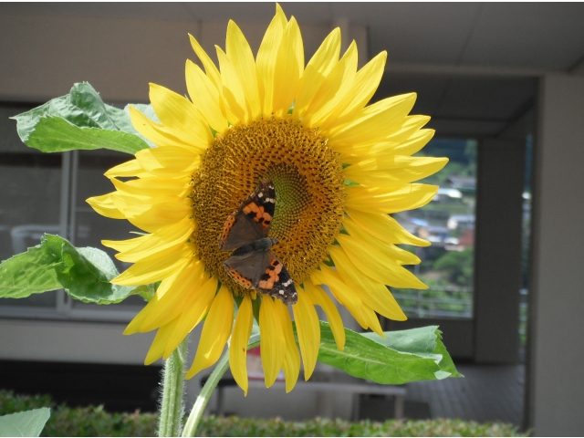 蝶もいっしょに