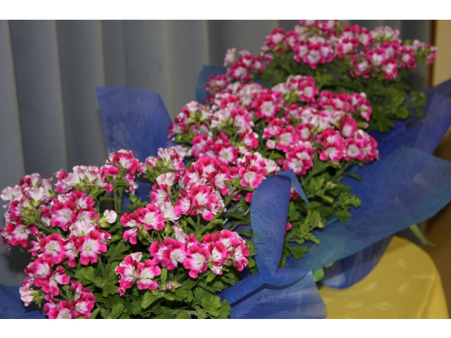 桜だけではありません