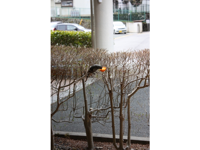 陽気に誘われて