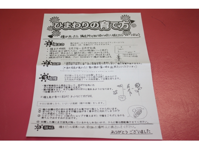 ひまわりの育て方