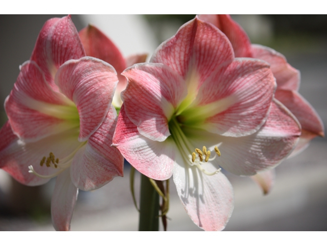 香りそうです。