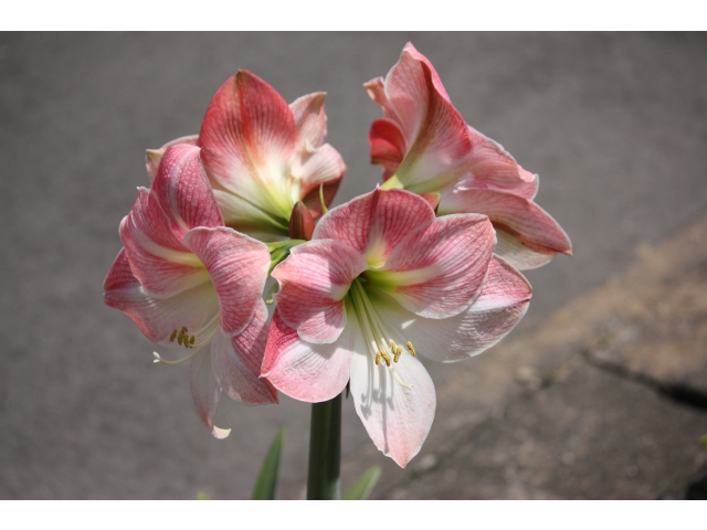 眼の良い刺激になります。