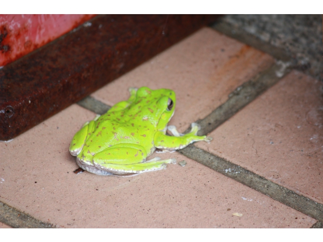 産卵前でお腹が……。