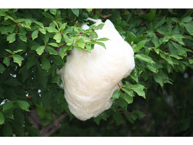 何度見ても不思議な卵です