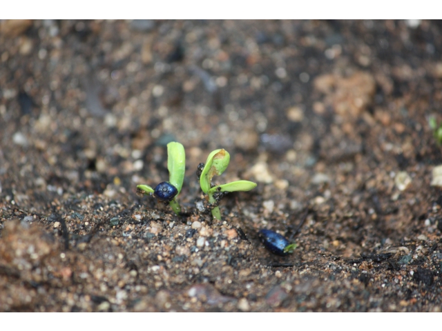 まだ殻が残っています