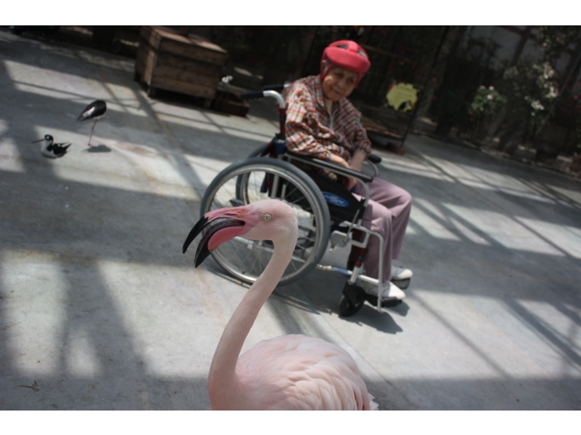 フラミンゴの目は怖い・・・