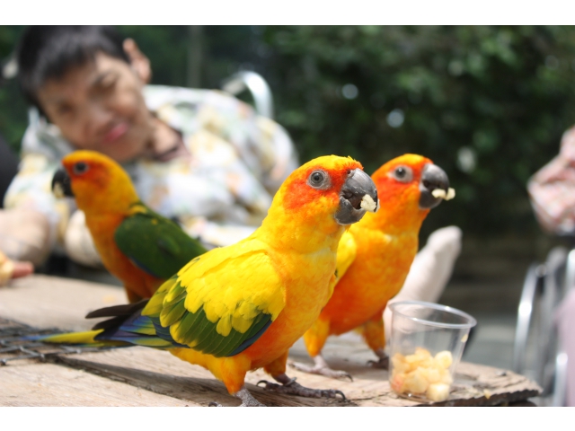 鮮やかすぎる鳥たち