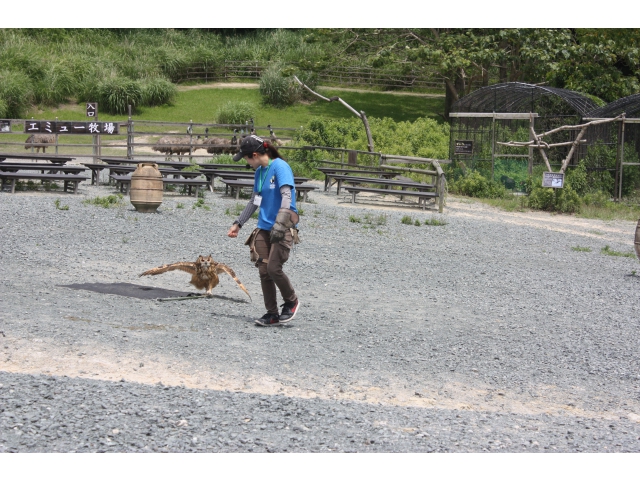 フクロウって走るんですね。