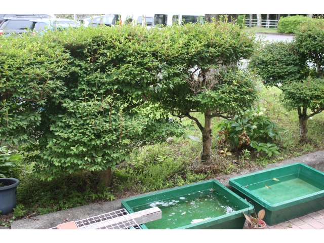 樹上から水面へ…。