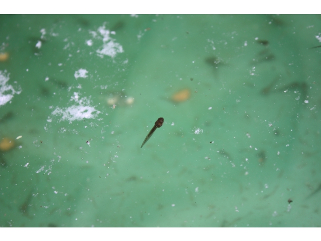 懸命に泳いでます！