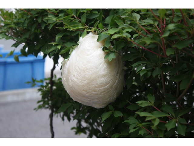 不思議な……。