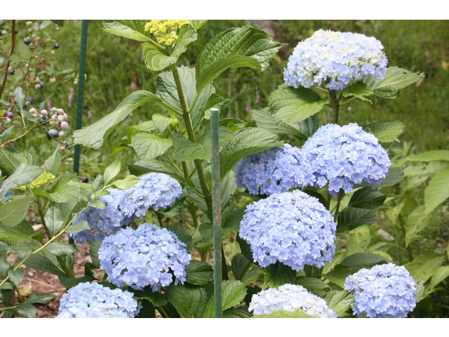 ブルーが目立ちます