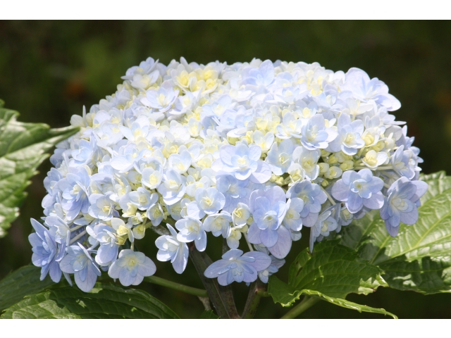 グラデーションも鮮やか！