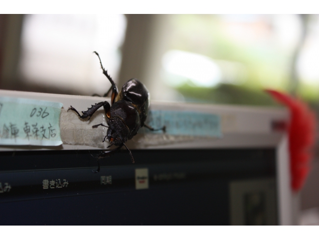 ?のクワガタがやってきました！