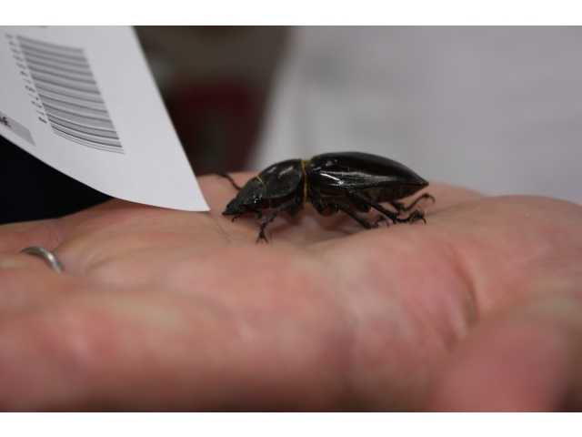 小クワガタではないみたいです