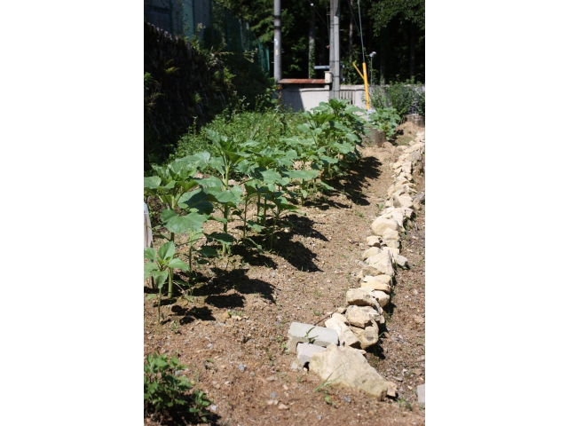 順調に育っています