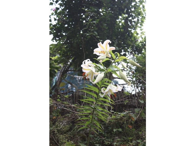 自生していました。