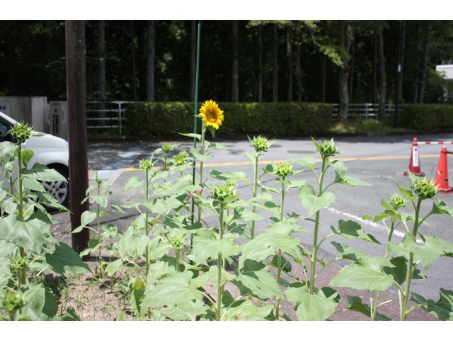 つぼみに囲まれて、目立ちます！