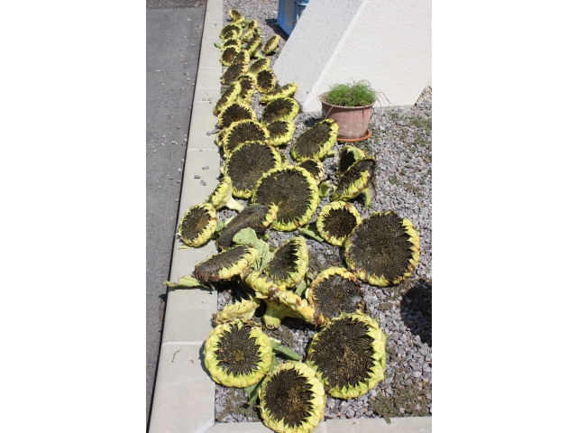 数日間、乾燥させます