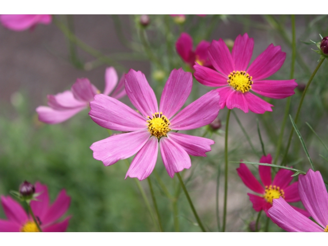 コスモス