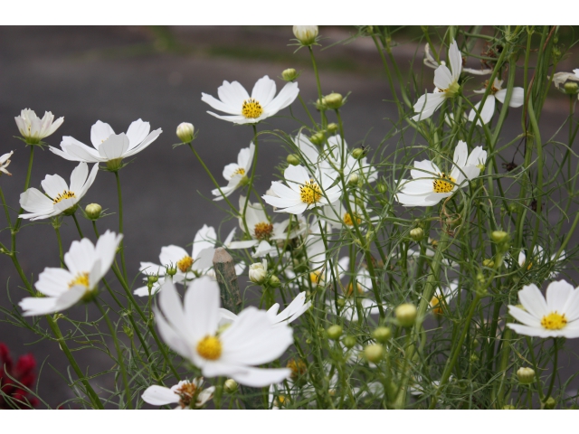 白色が映えます。