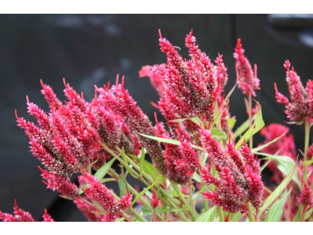 鶏冠（とさか）に形が似ているから鶏頭（ケイトウ）だそうです。