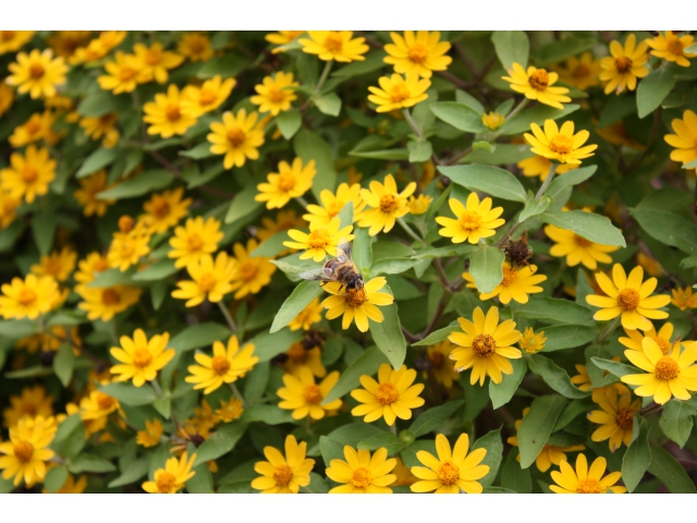 ホソバヒャクニチソウにミツバチが……。