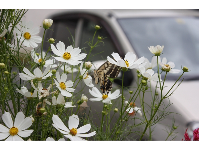 コスモスには蝶が……。
