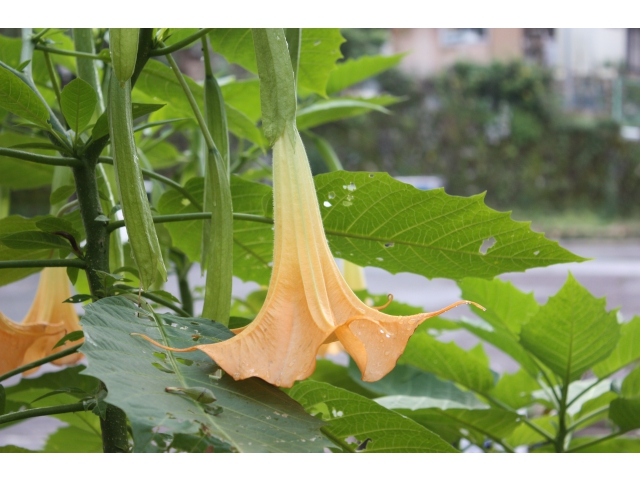 真下に向かって咲いています。